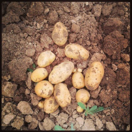 Pommes de terre nouvelles nées