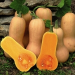 courge butternut