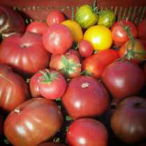 Tomates de toutes les couleurs