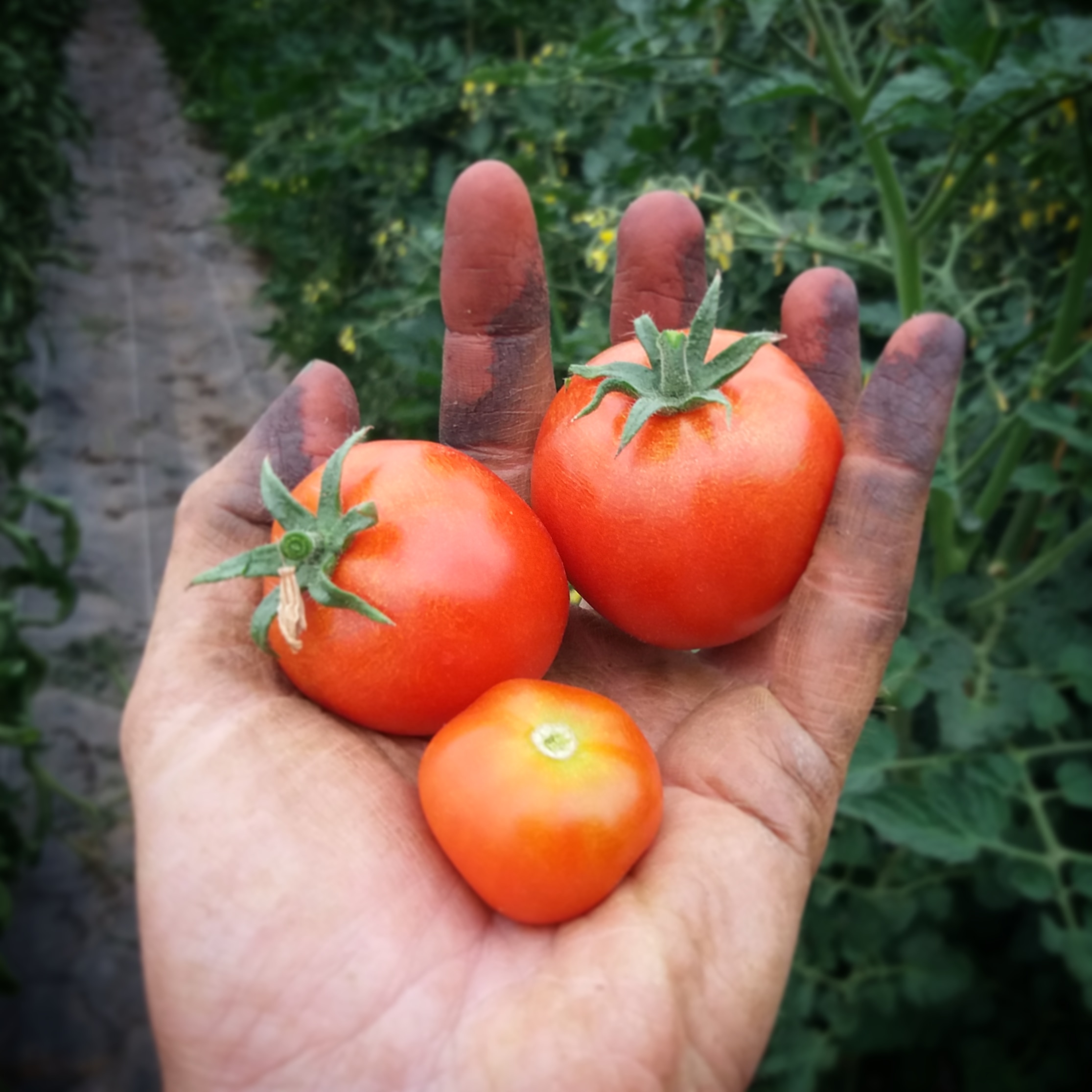 premières tomates