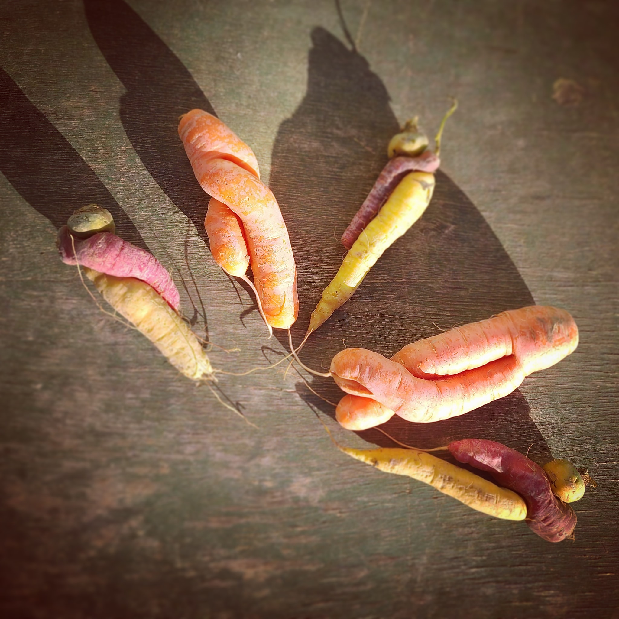 Carrots in Love